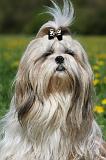 SHIH TZU 231